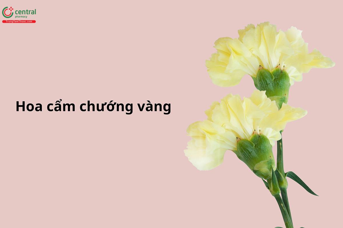 Hoa cẩm chướng vàng