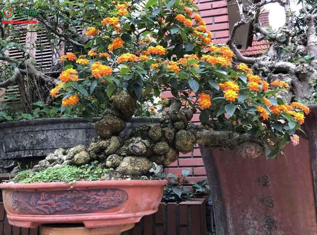 Hình ảnh cây hoa ngũ sắc bonsai dáng đẹp