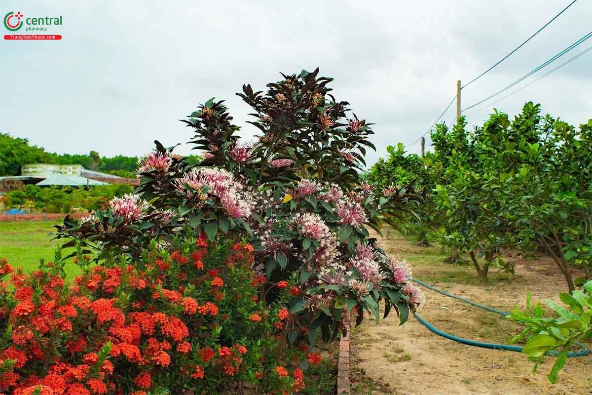 Hoa thiên phúc ra hoa quanh năm