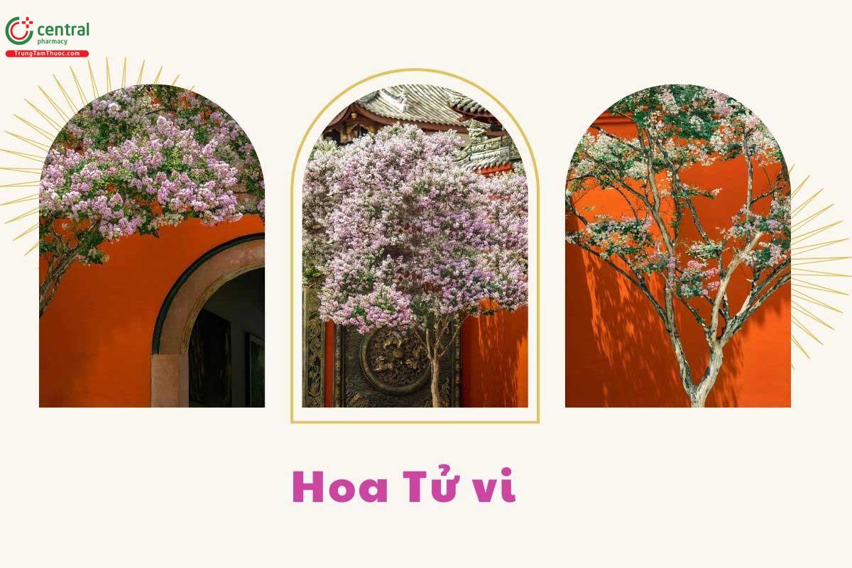 Hoa Tử vi