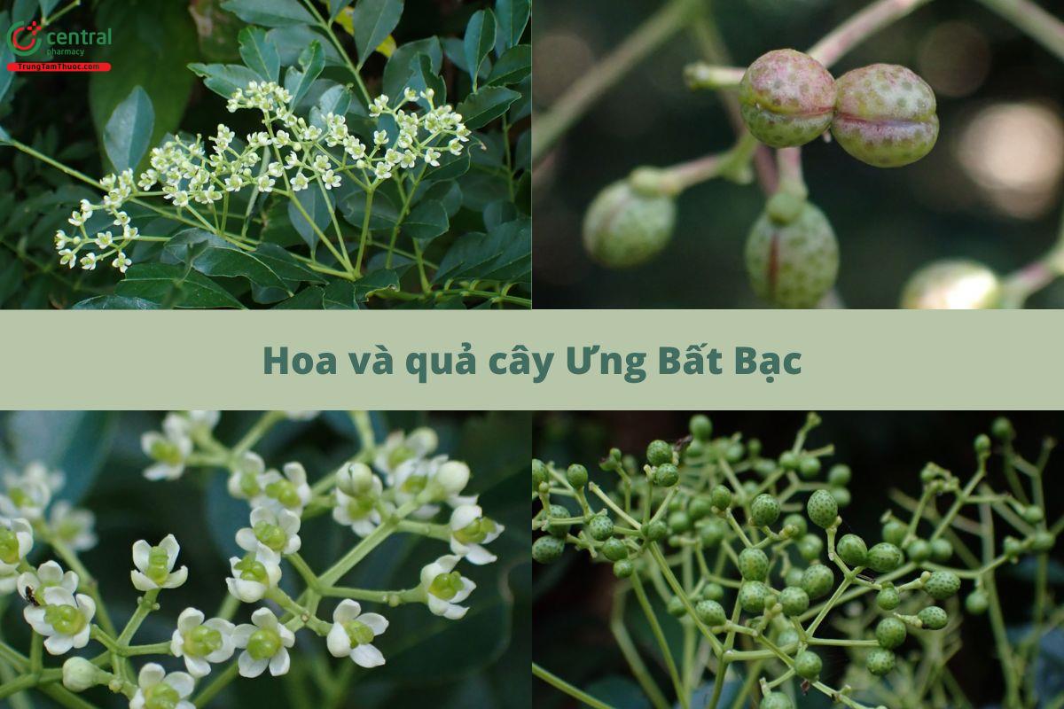 Hoa và quả cây Ưng Bất Bạc