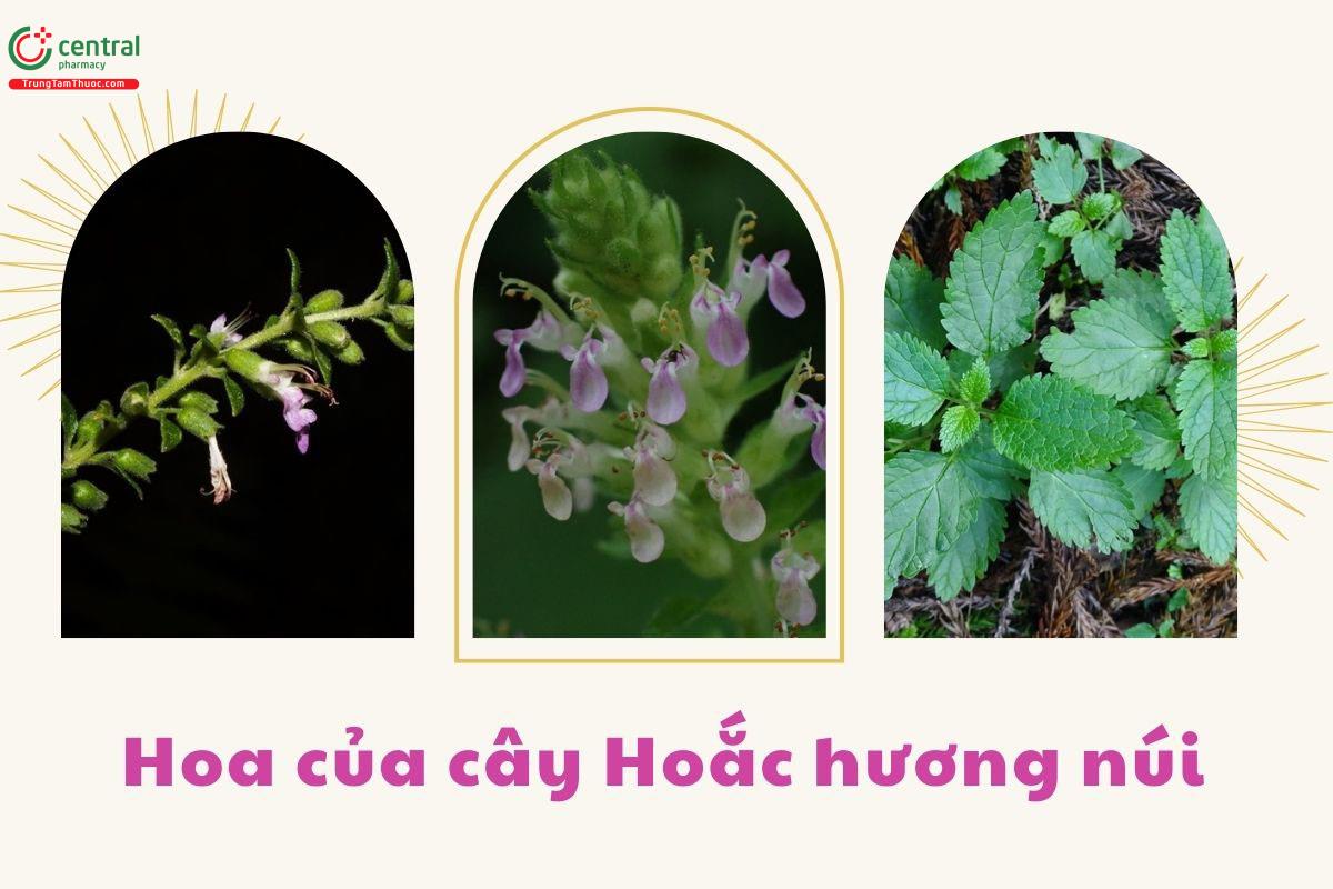 Hoa của cây Hoắc hương núi