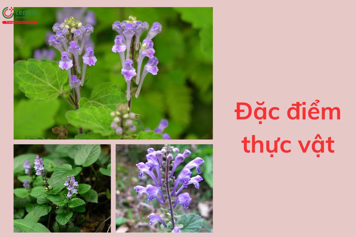 Đặc điểm thực vật