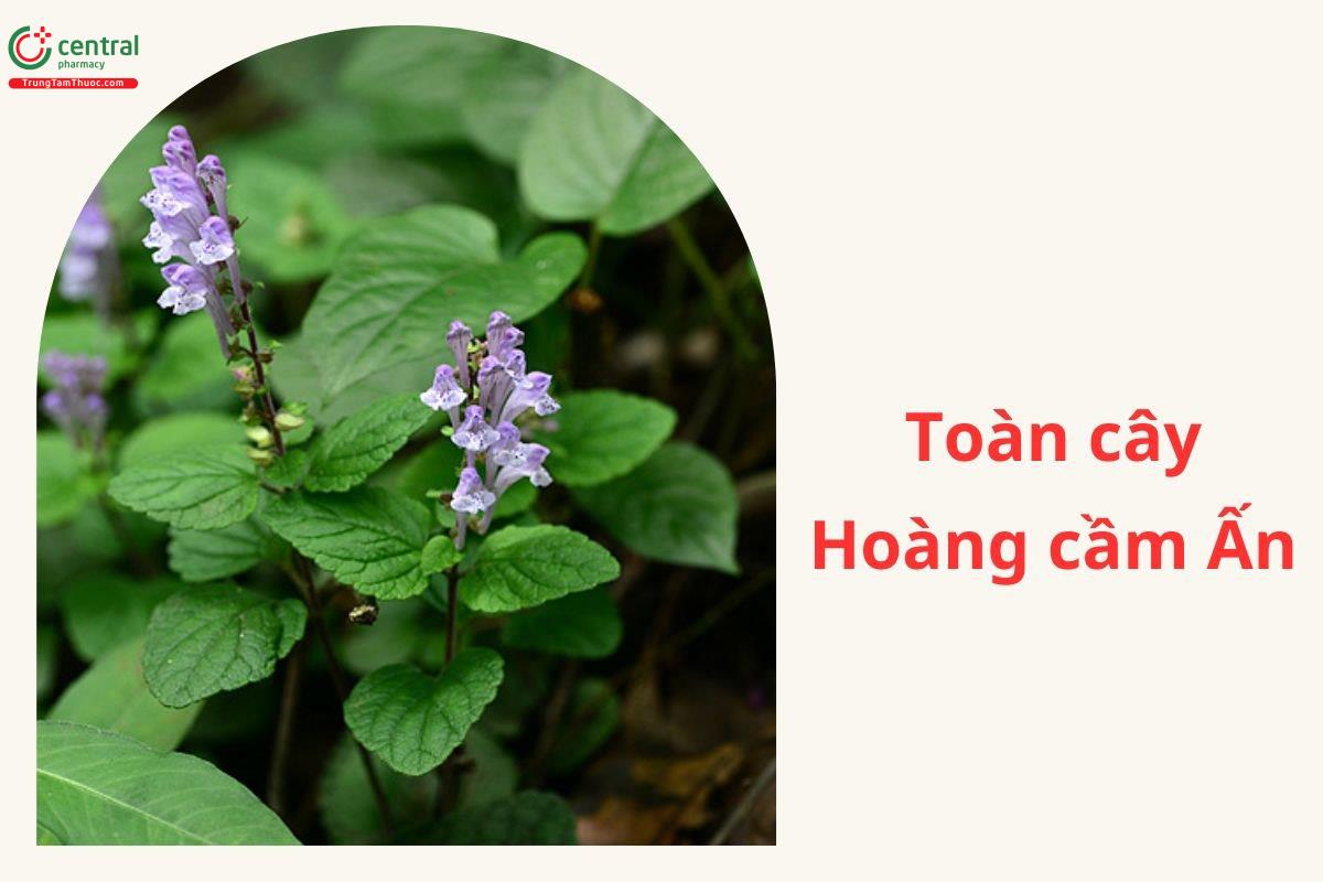 Đặc điểm phân bố