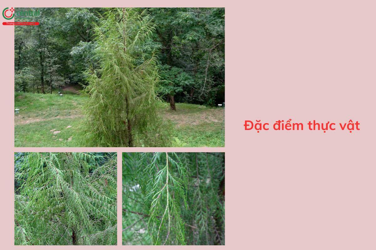 Đặc điểm thực vật