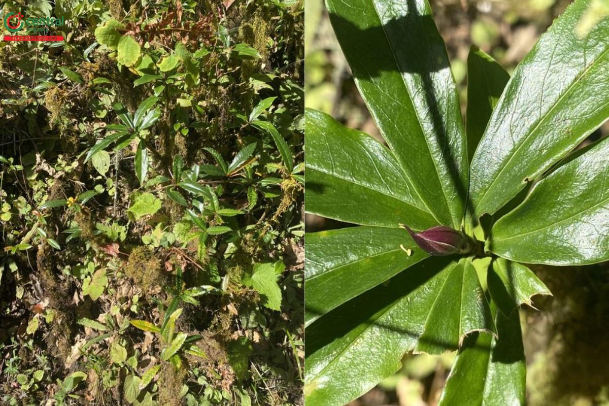 Hoàng liên gai - Berberis wallichiana DC.