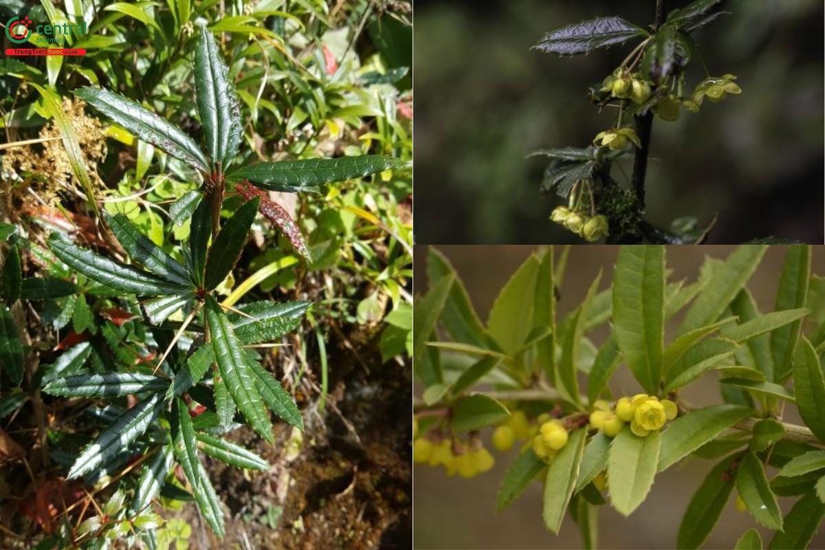 Hoàng liên gai - Berberis wallichiana DC.