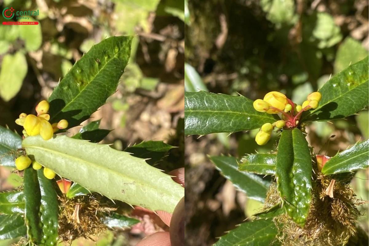 Hoàng liên gai - Berberis wallichiana DC.