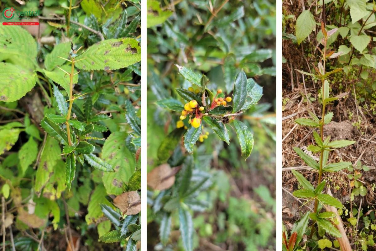 Hoàng liên gai - Berberis wallichiana DC.