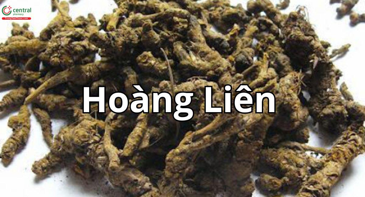 Hoàng liên