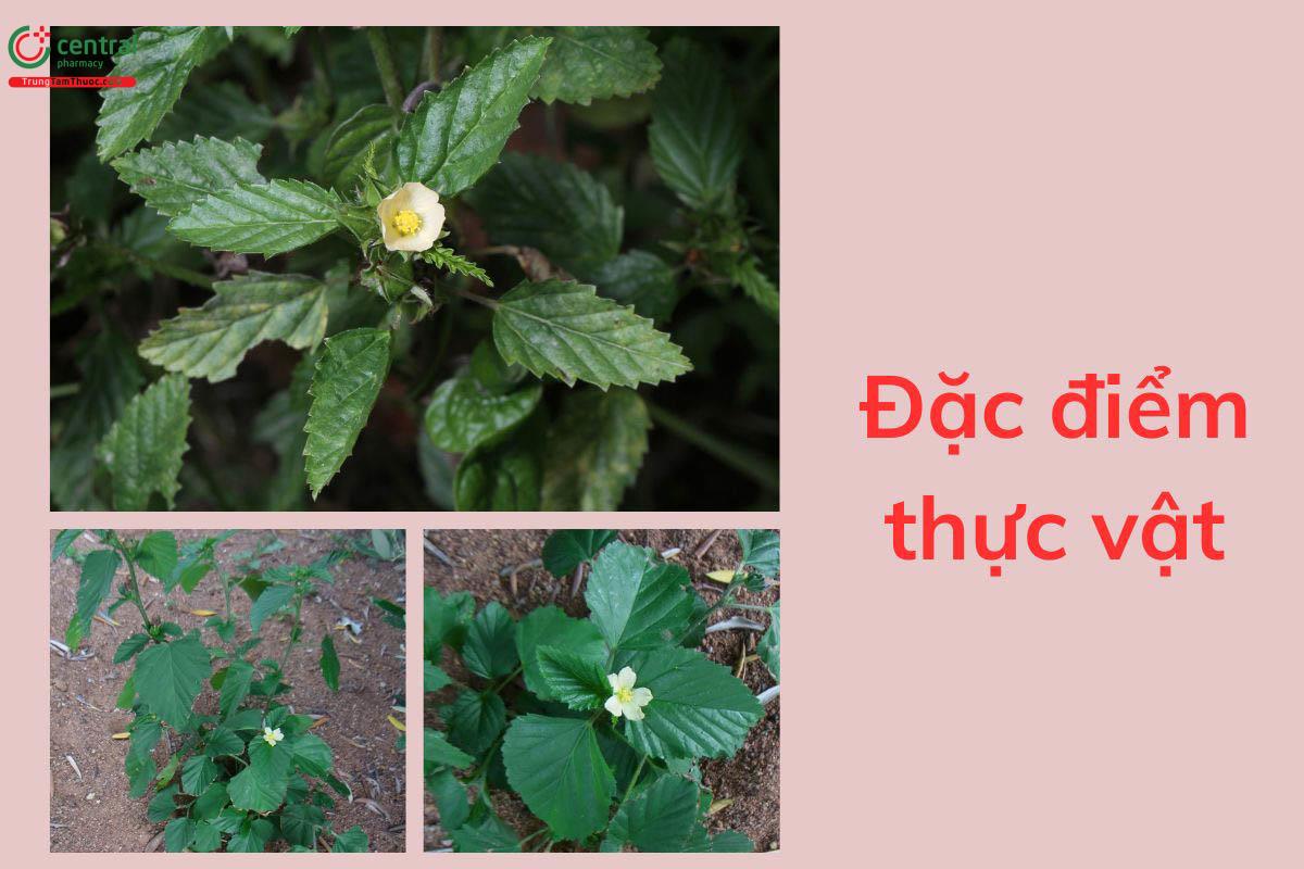 Đặc điểm thực vật