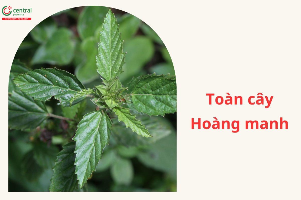 Đặc điểm phân bố
