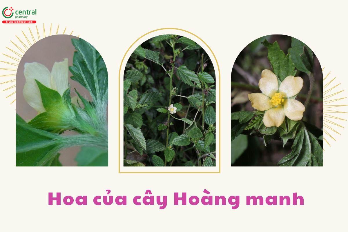 Tác dụng của cây Hoàng manh