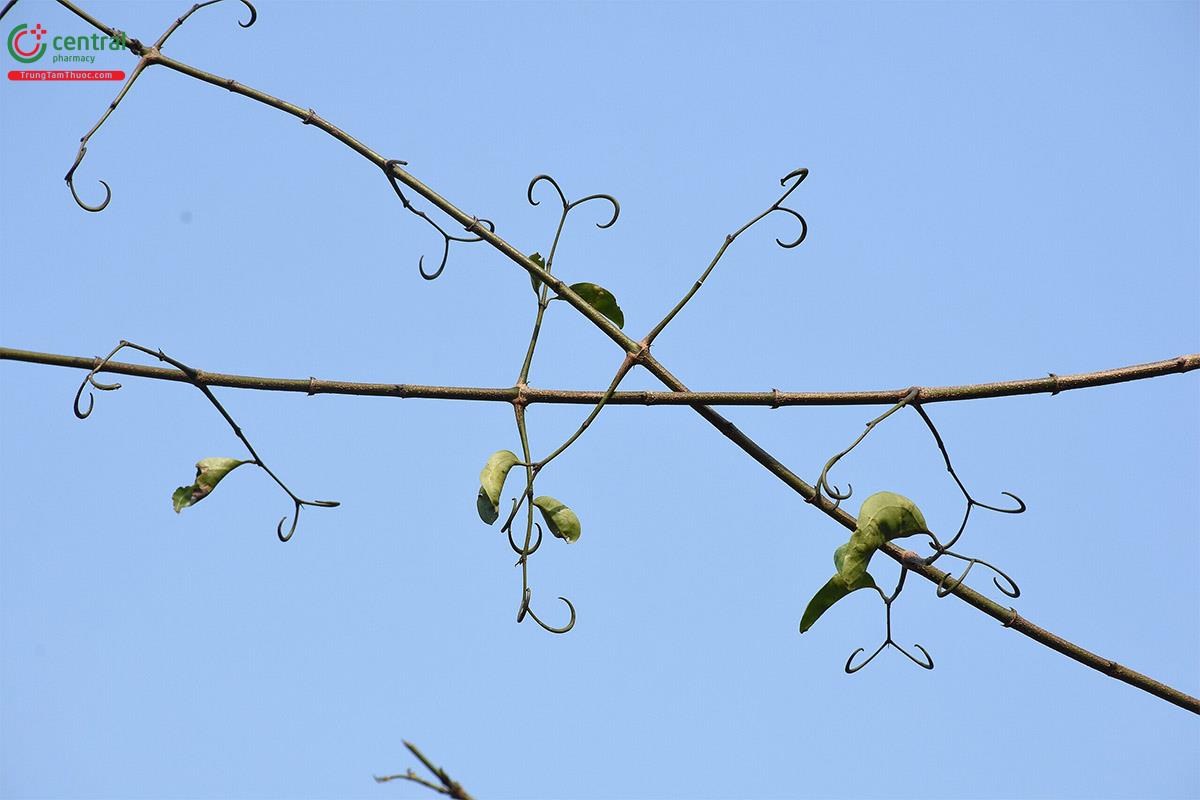 Hoàng nàn