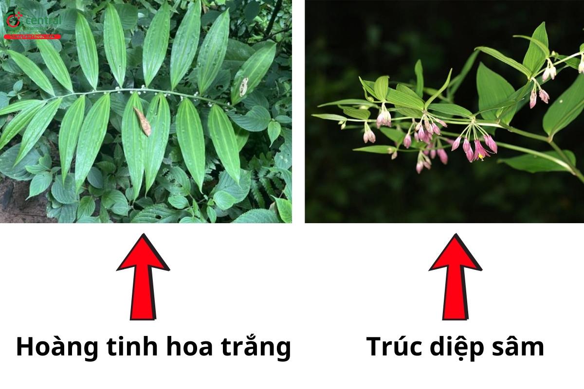 Hoàng tinh hoa trắng