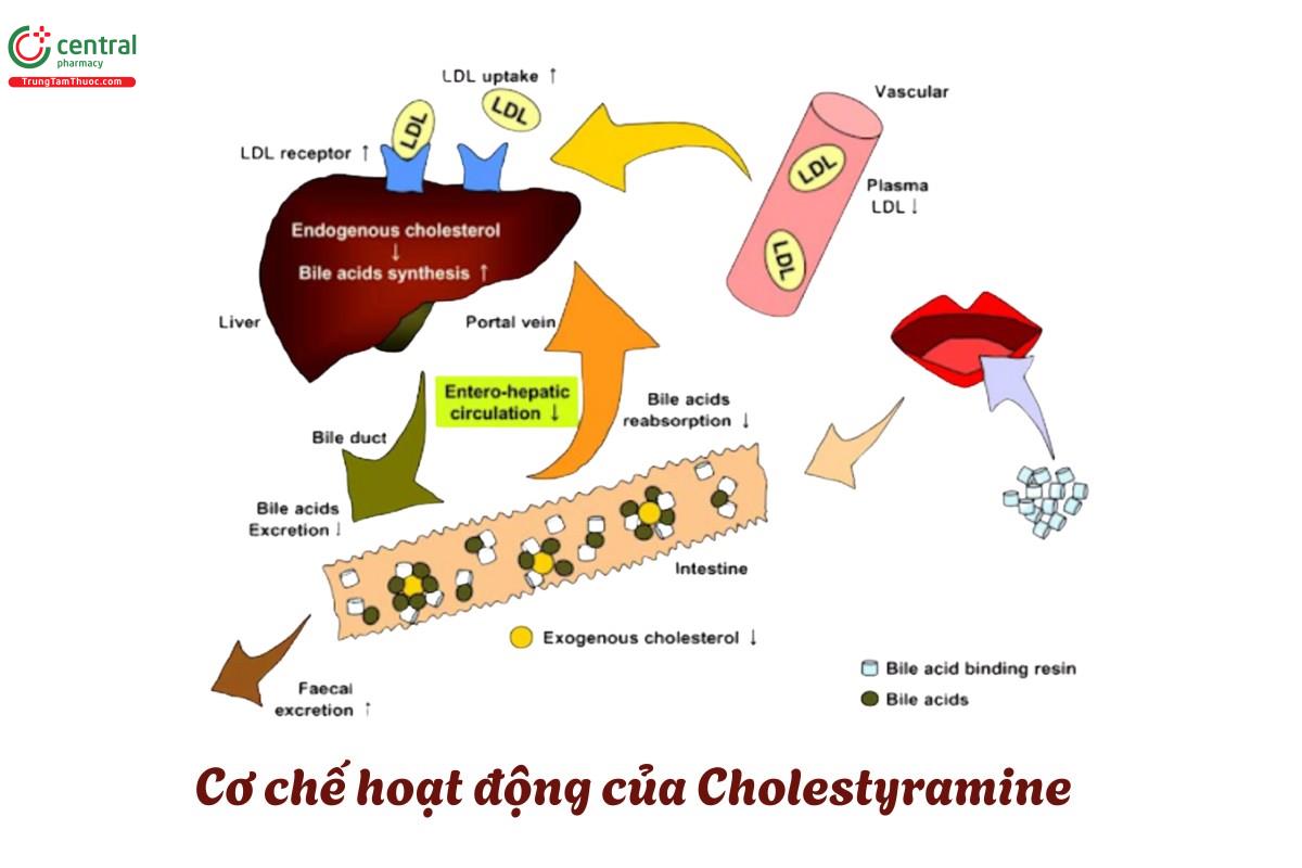 Cơ chế hoạt động của Cholestyramine