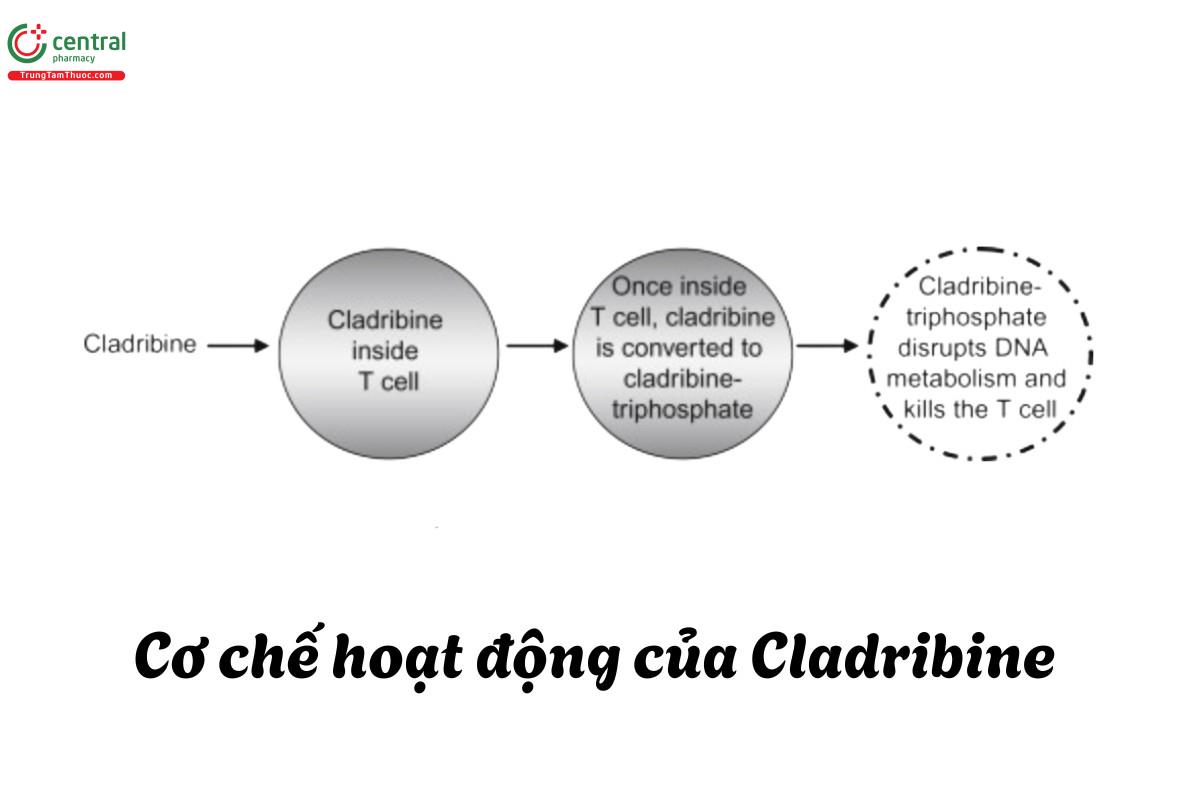 Cơ chế tác dụng của Cladribine