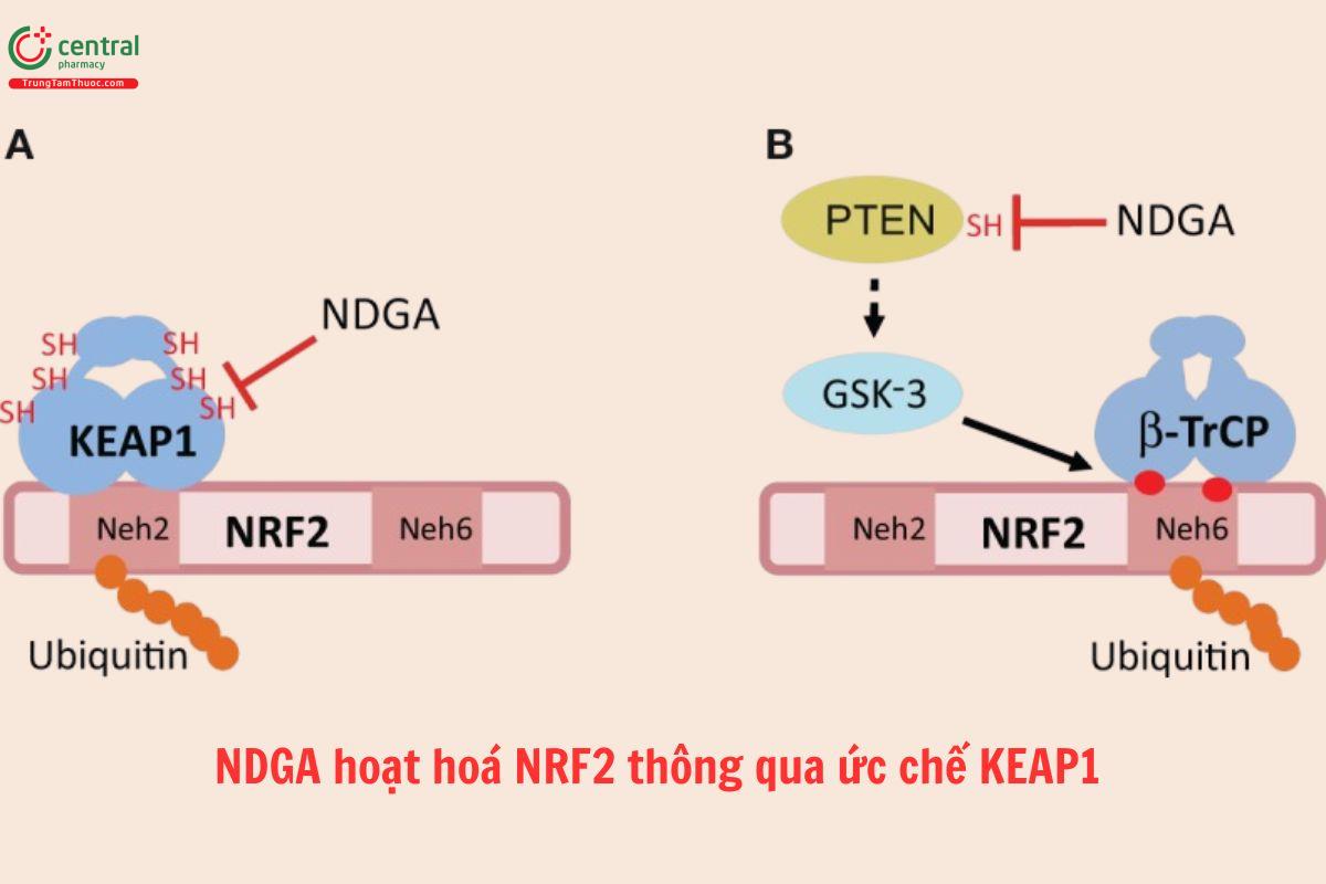 NDGA hoạt hoá NRF2 thông qua ức chế KEAP1