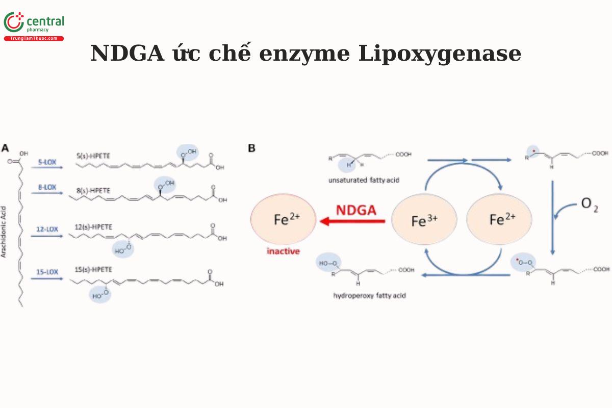 NDGA ức chế enzyme Lipoxygenase