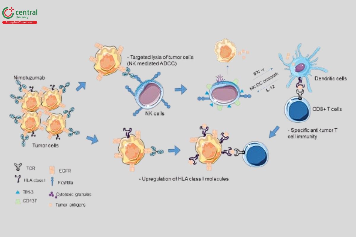 Cơ chế tác dụng của Nimotuzumab