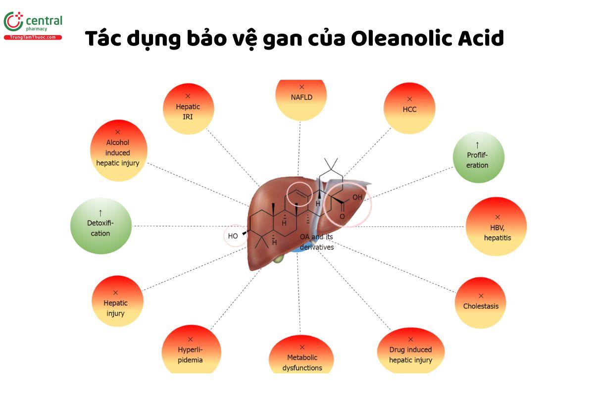 Tác dụng bảo vệ gan của Oleanolic Acid 