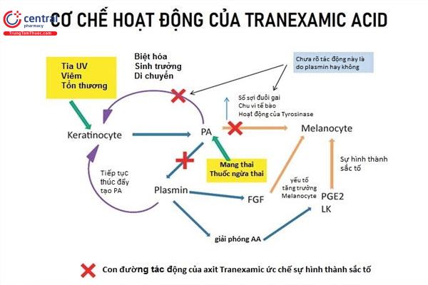 Hình 4: Quá trình hoạt hóa Acid Tranexamic