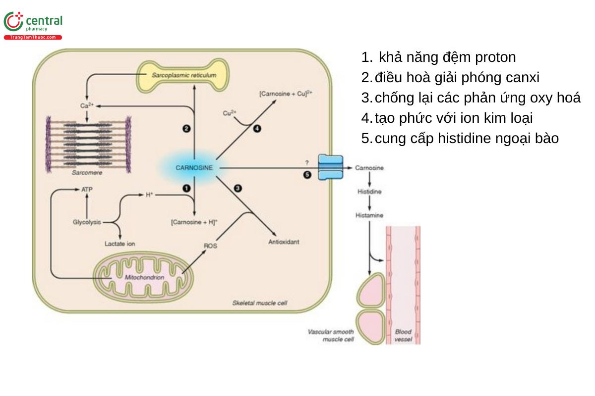 Carnosine trong chức năng cơ xương