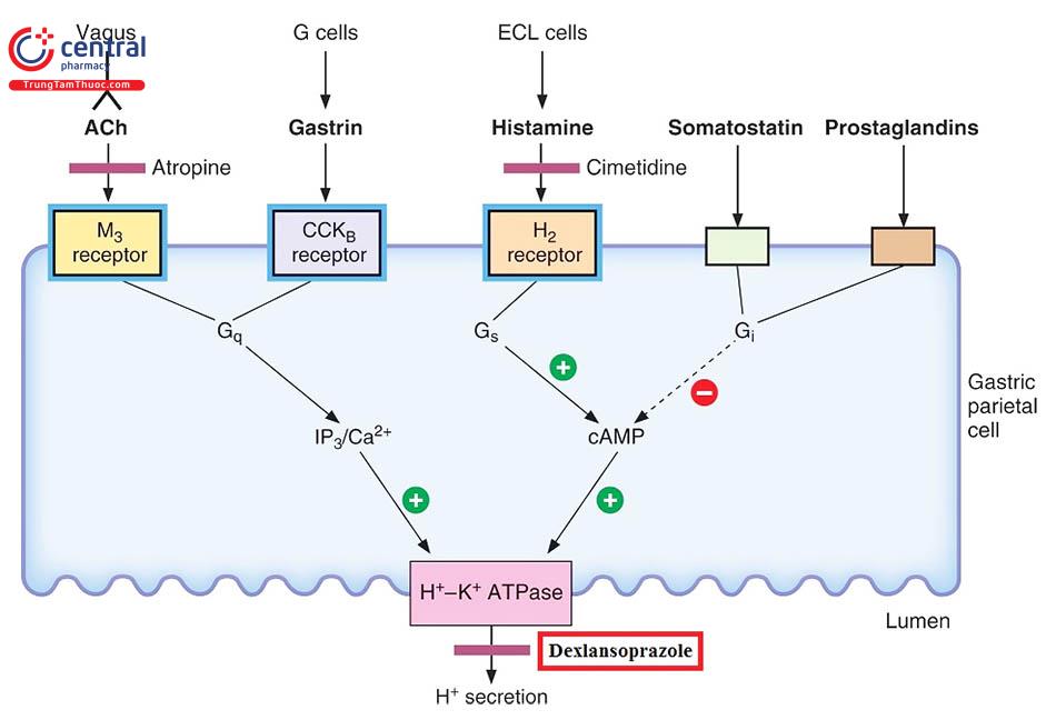 Hình 3: Co chế hoạt động của Dexlansoprazole