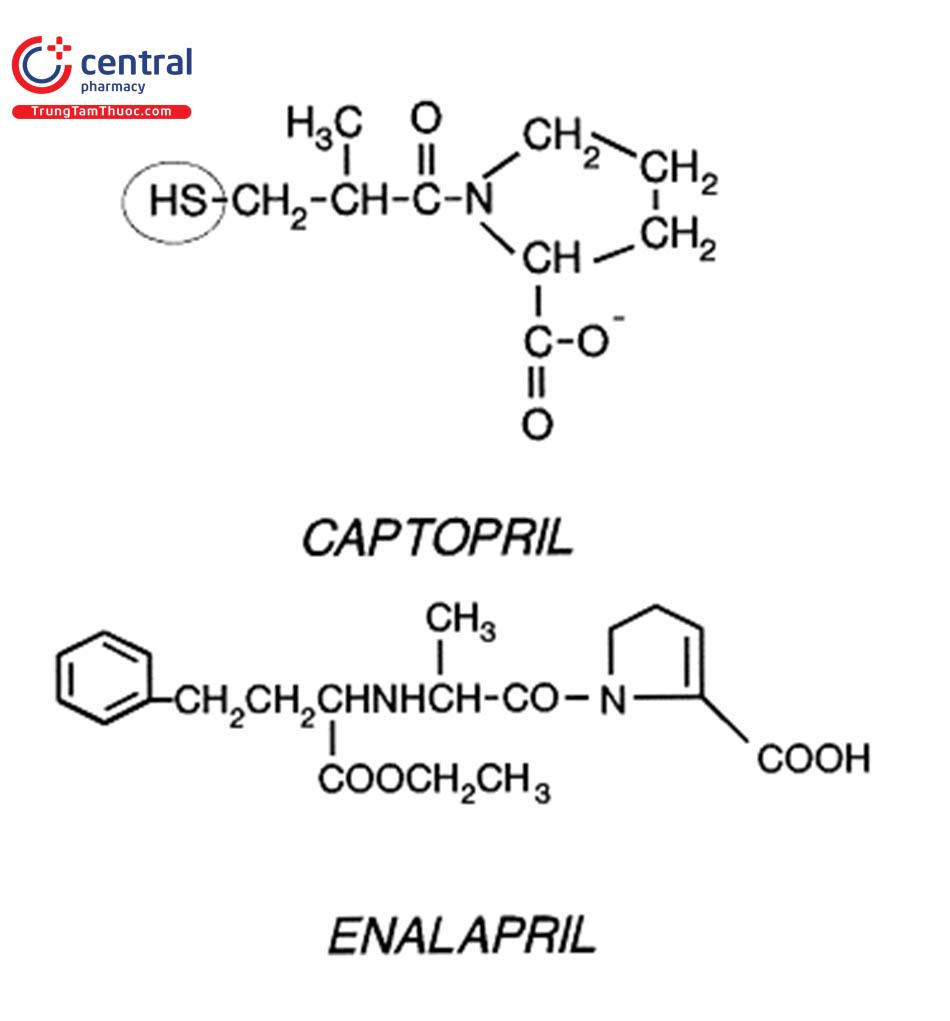 Hình 2: Captopril và Enalapril