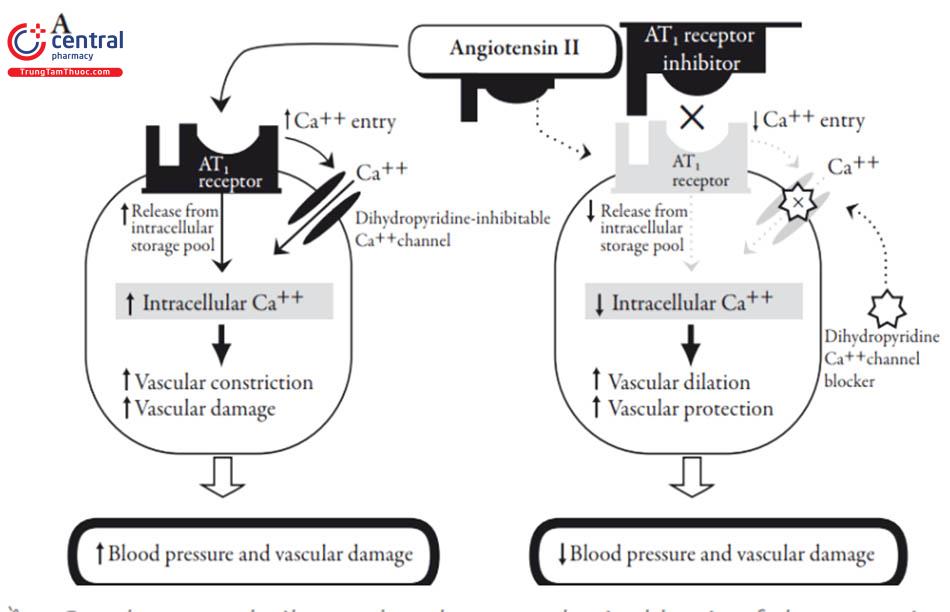 Hình 3: Aldosterone II và sự co mạch