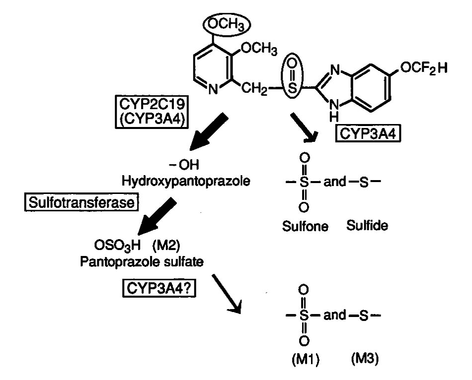 Hình 3: Cơ chế chuyển hóa Pantoprazole