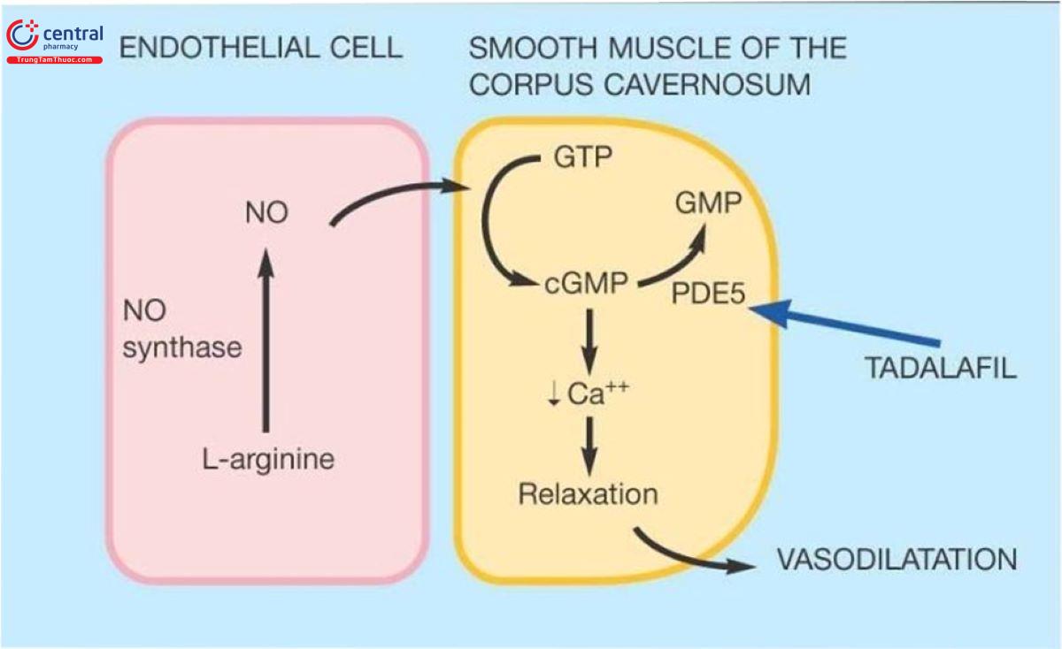 Cơ chế hoạt động của Tadanafil