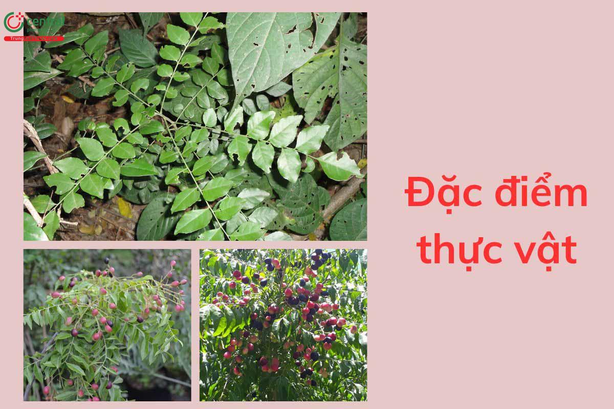 Đặc điểm thực vật