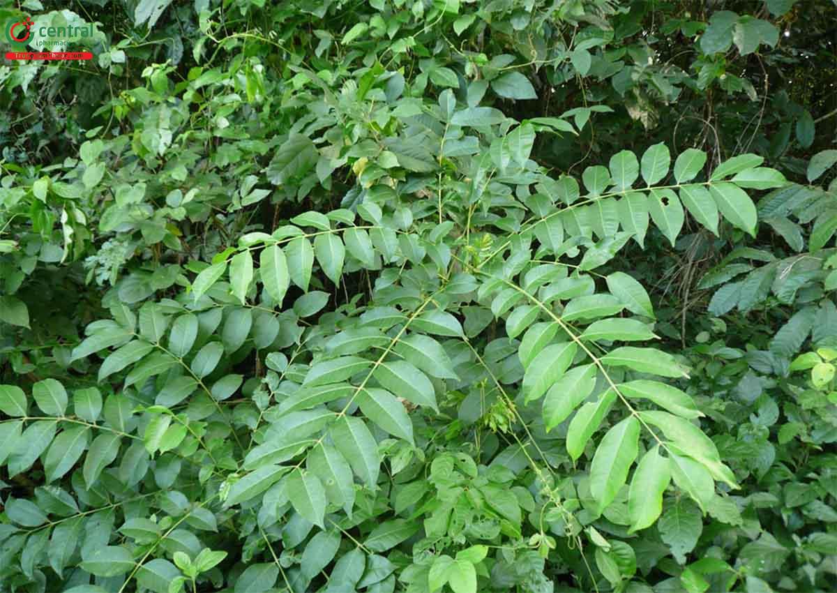 Thành phần hóa học