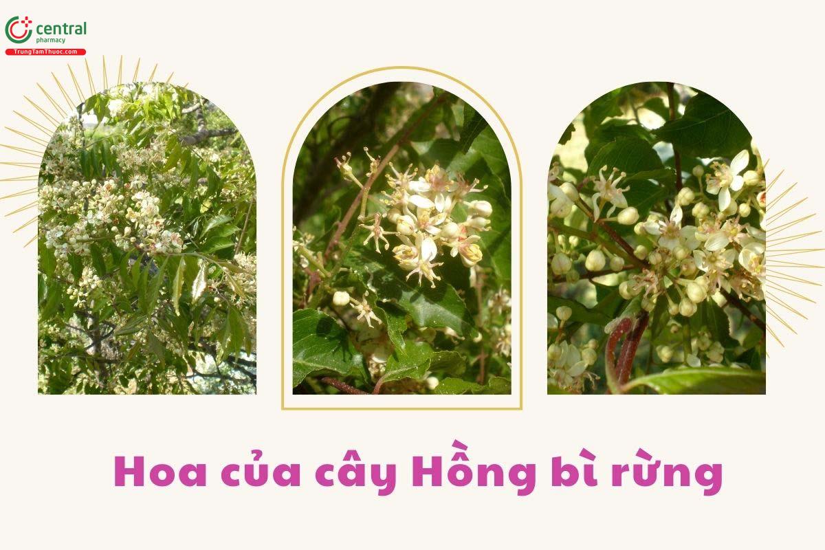Tác dụng của cây Hồng bì rừng