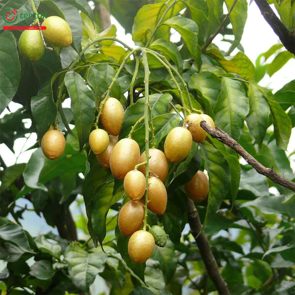 Hồng bì thuộc dạng cây nhỏ