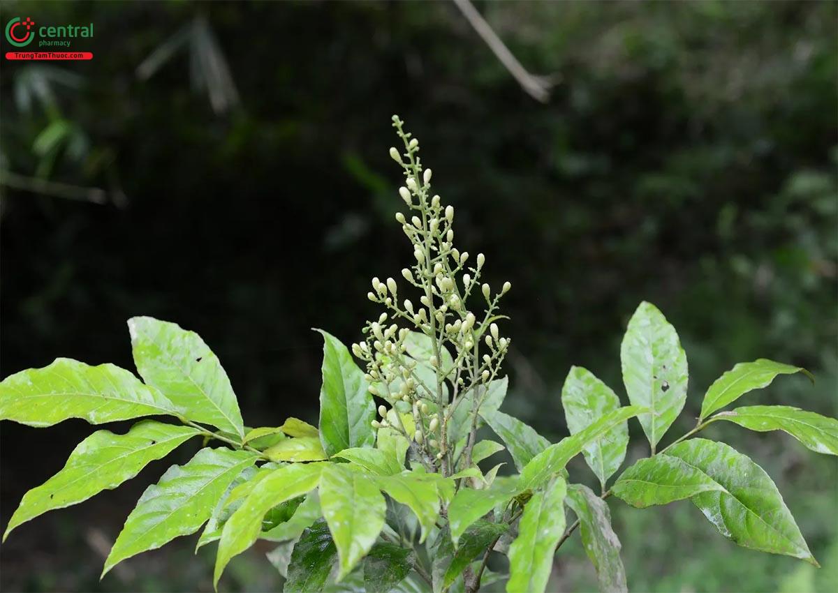 Cụm hoa