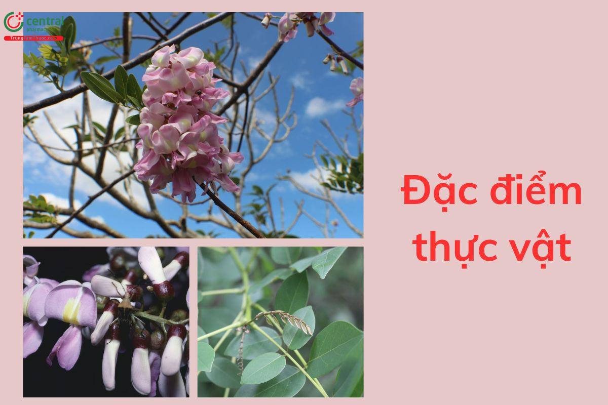 Đặc điểm thực vật