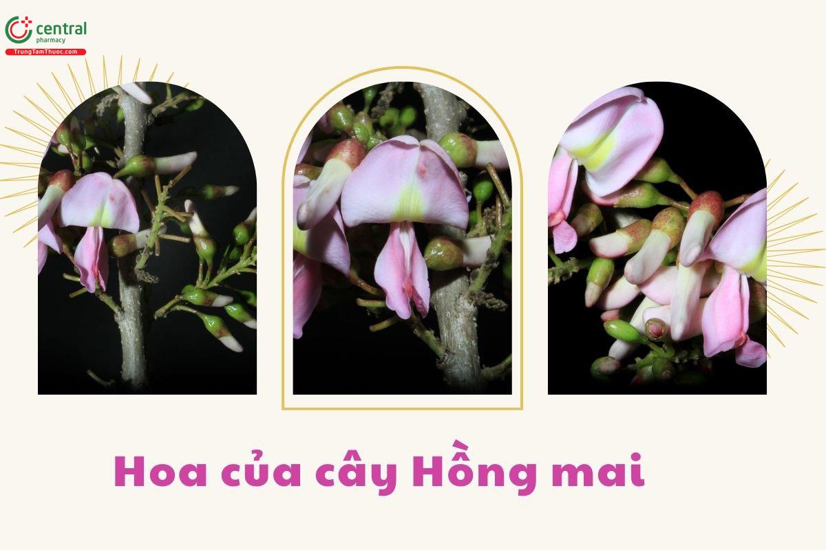Đặc điểm phân bố