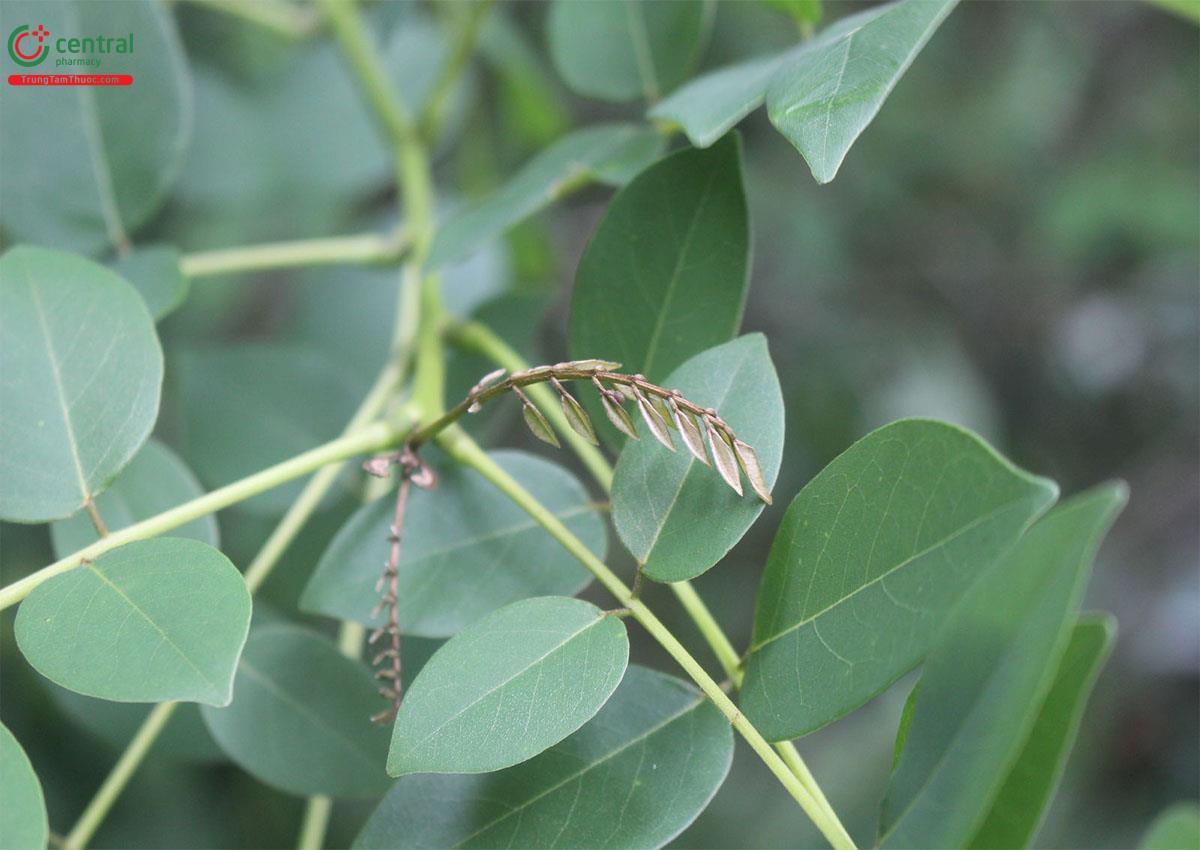 Hình ảnh cây Hồng mai