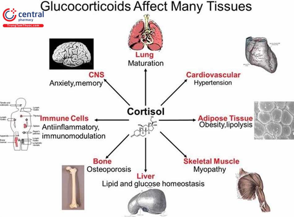 Vai trò của Glucocorticoid