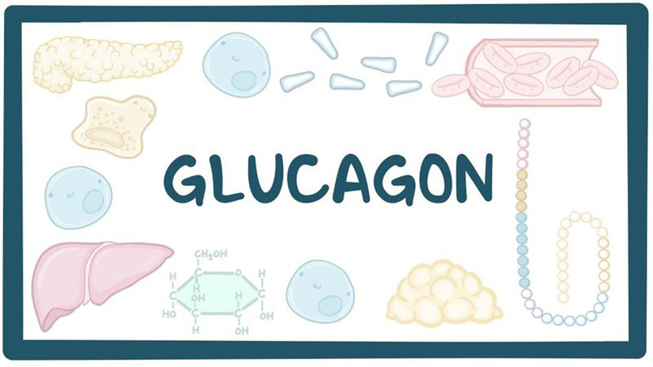 Hormon Glucagon là gì?