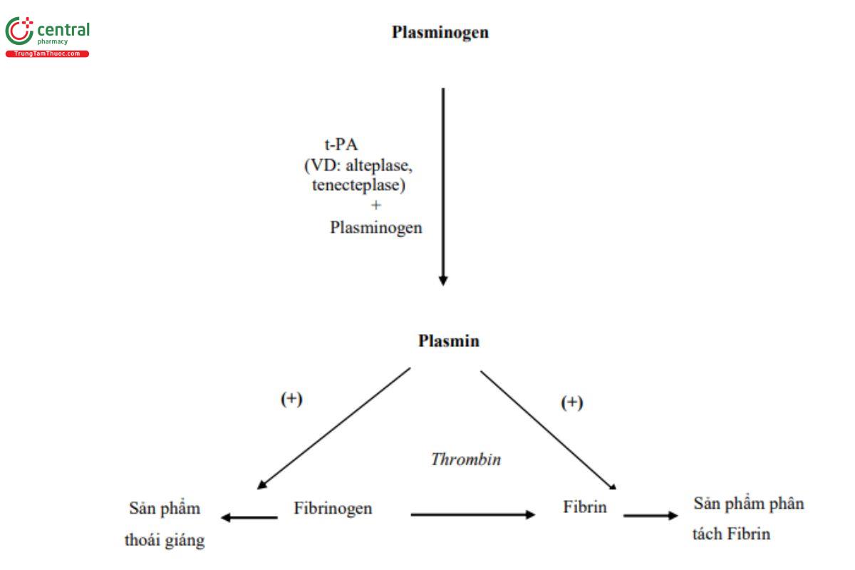 Hình 1: Cơ chế hoạt động của thuốc tiêu huyết khối