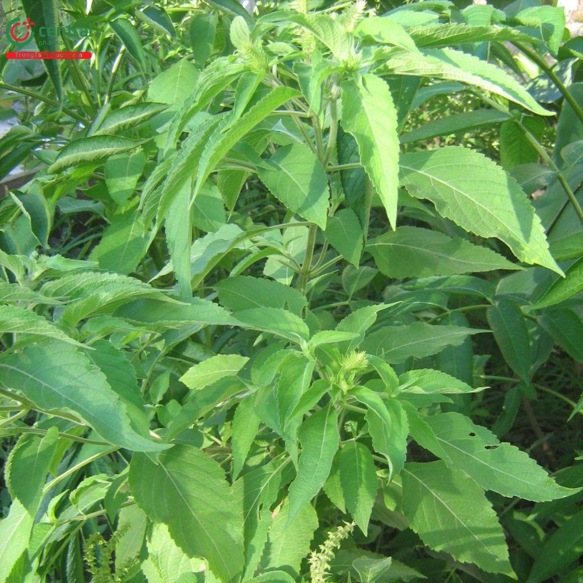 Hương nhu trắng