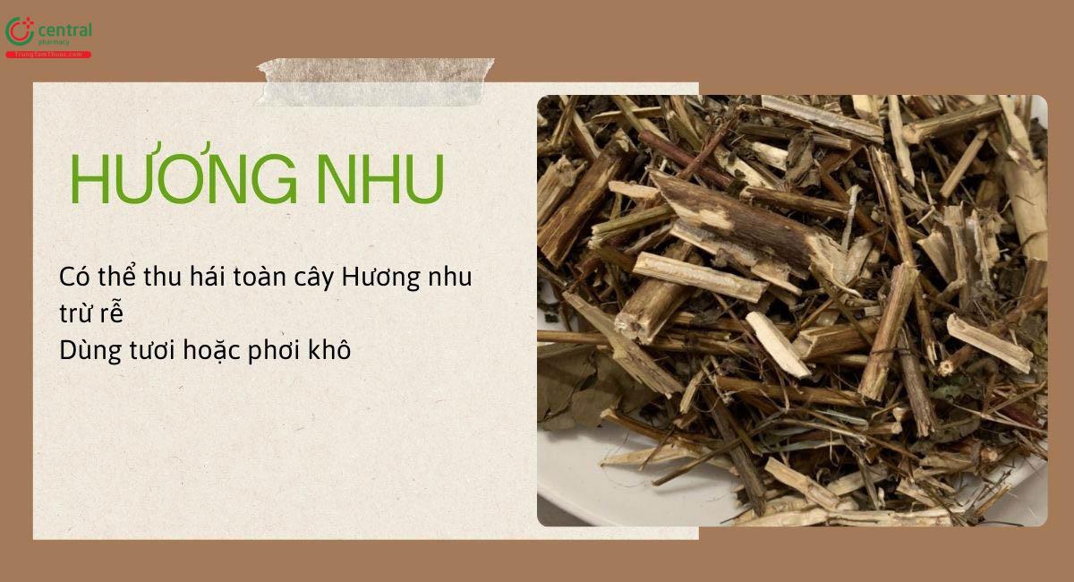 Hương nhu