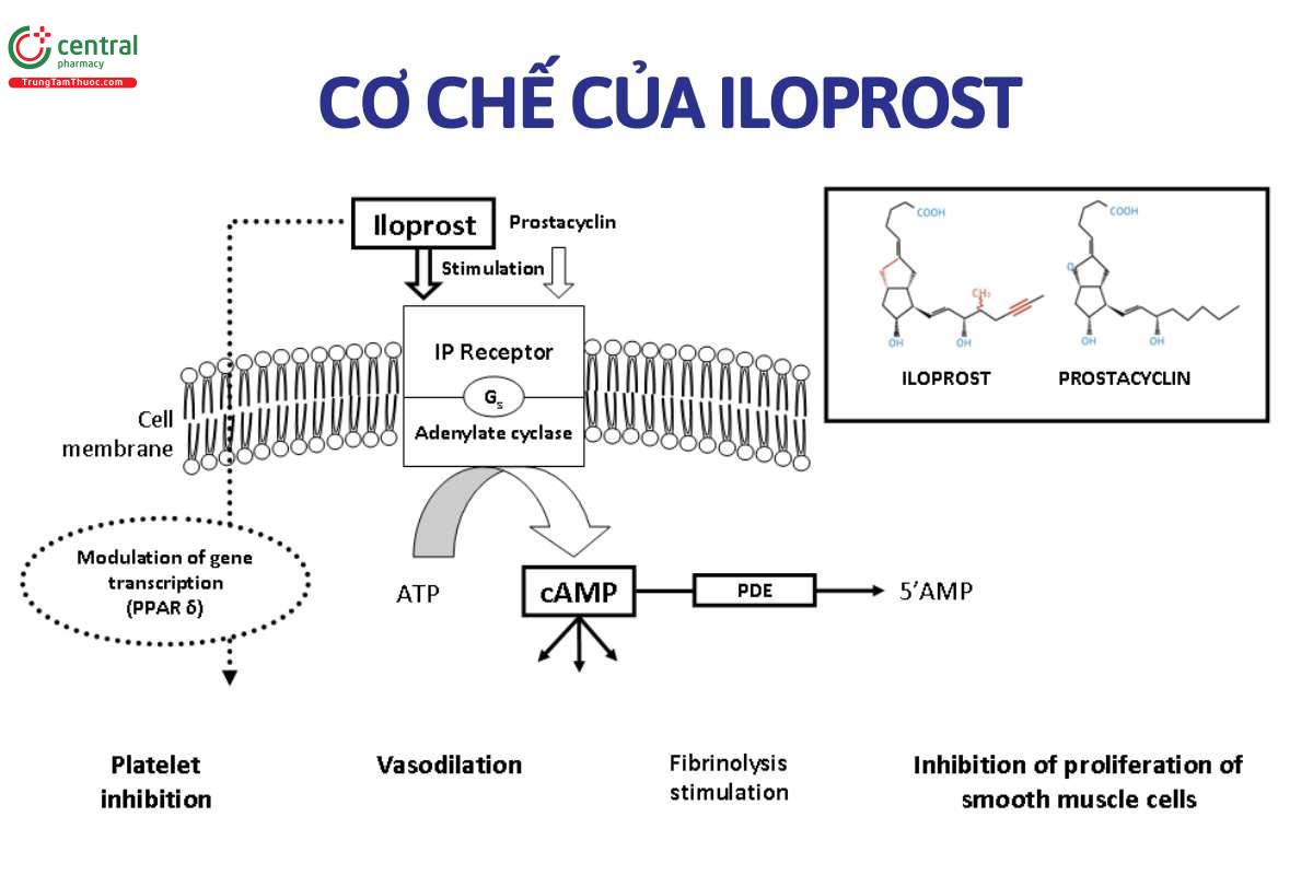 Cơ chế iloprost