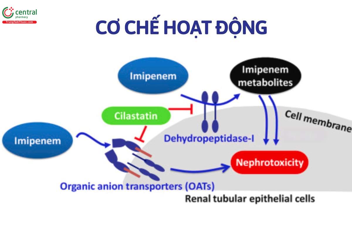 Cơ chế hoạt động của kháng sinh imipenem