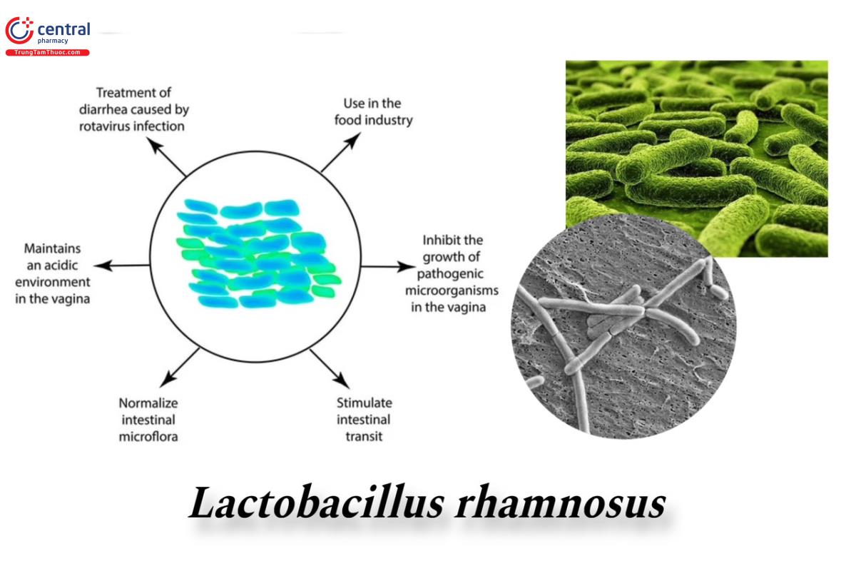 Tác dụng của Immune - Nov từ Lactobacillus rhamnosus