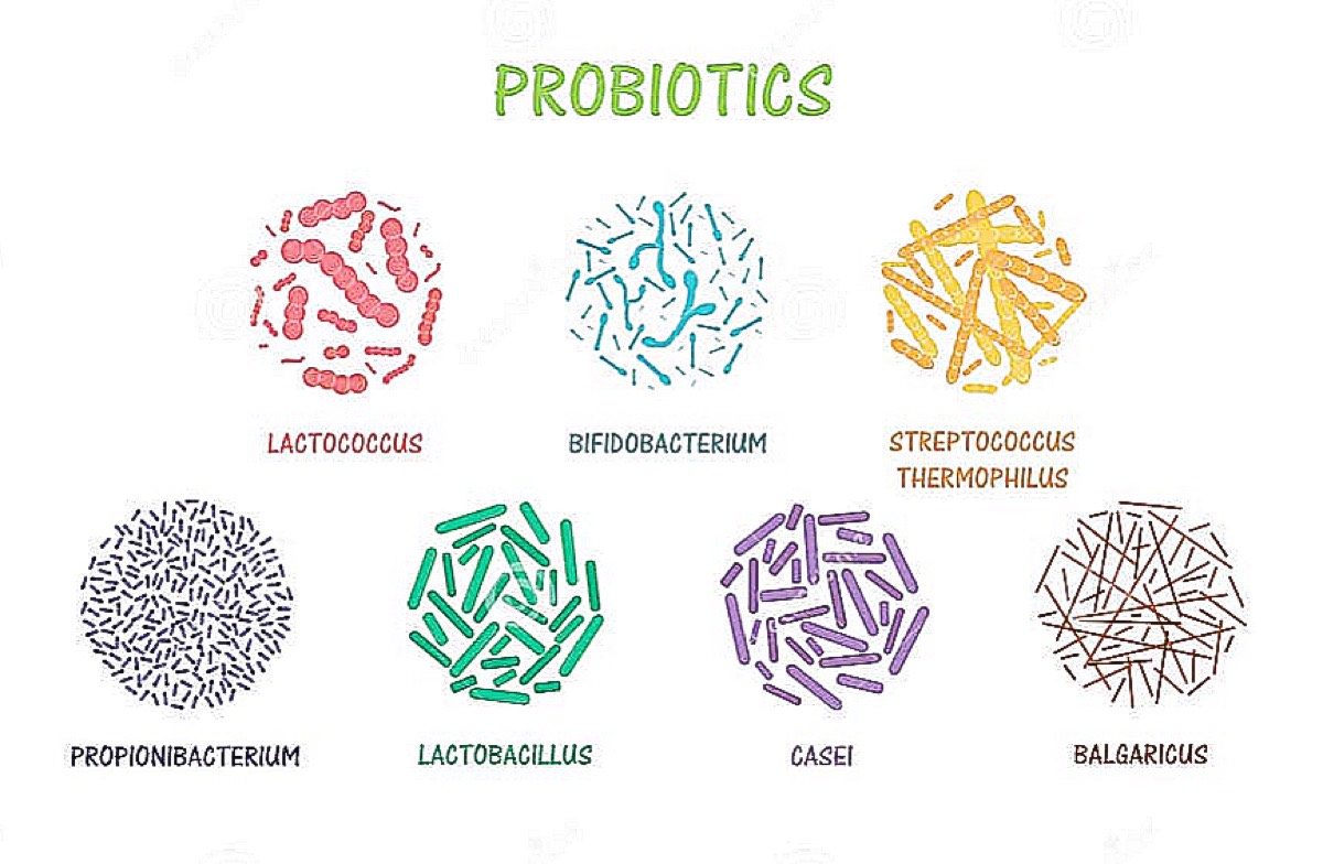 Probiotics dùng cho người
