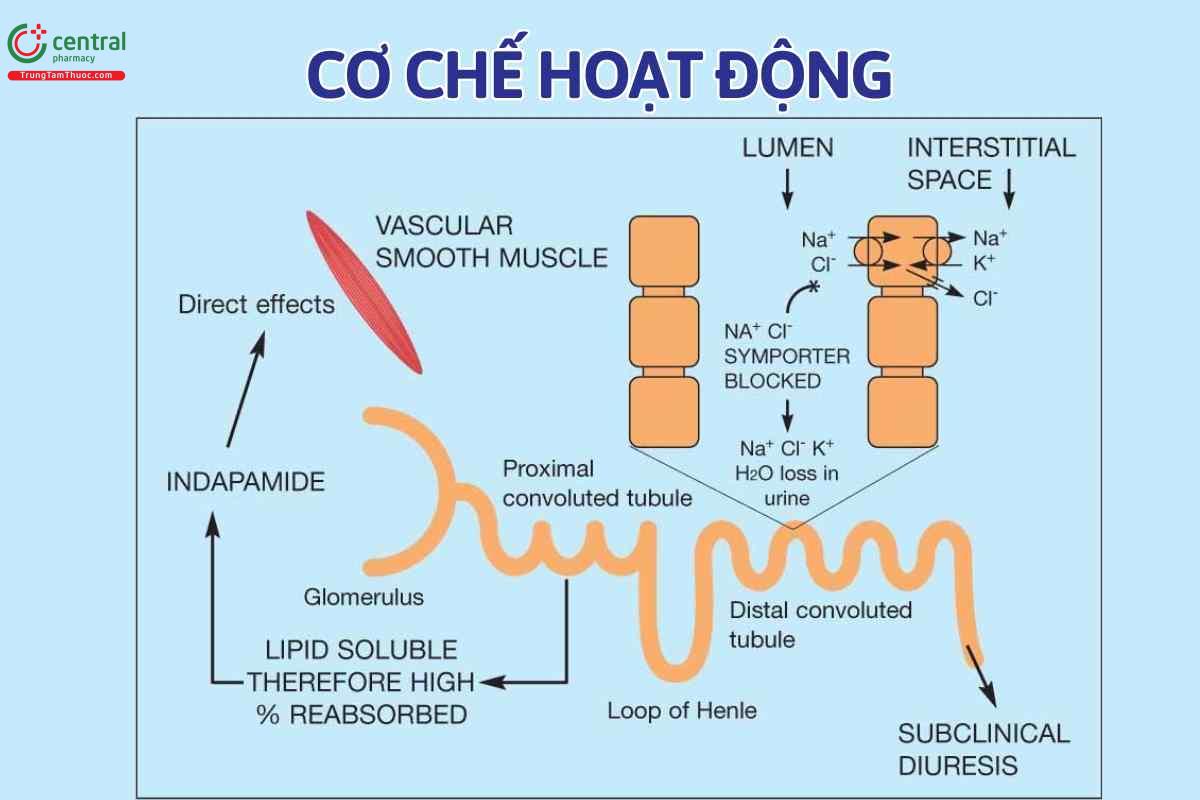 Cơ chế hoạt động của Indapamide